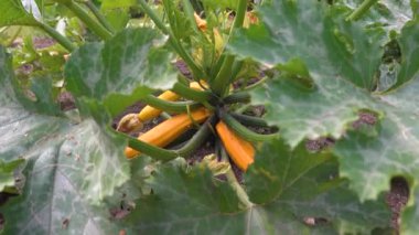 Tarım arazisinde yetişen sarı kabak hasat edilmeye hazır. Güneşli bir günde yeşil yapraklarla çevrili taze organik sebzeler.
