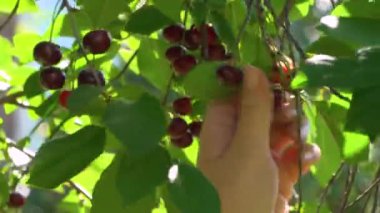 Güneşli bir günde, kadın ellerinin dışarıdaki ağaç dalından olgun kirazları toplaması.