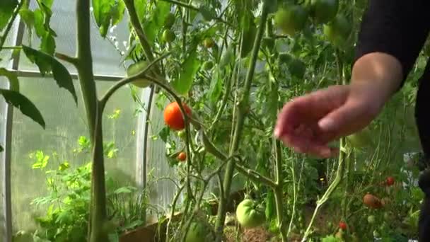 Vista Perto Agricultor Mão Pegando Tomate Vermelho Fresco Planta Legumes — Vídeo de Stock