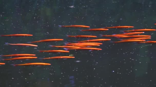 연못의 헤엄치고 잉어나 꼭대기에서 먹이를 물고기 — 비디오