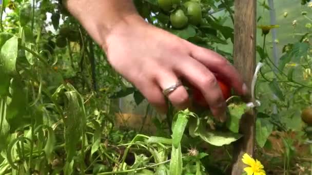 Vista Cerca Mano Del Agricultor Recogiendo Tomate Rojo Fresco Planta — Vídeos de Stock