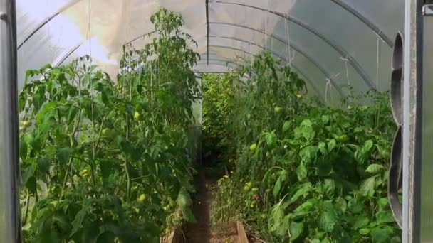 Miejskim Zielonym Domu Hodowla Warzyw Organicznych Pomidory Papryka Rolnictwo Miejskie — Wideo stockowe