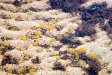 Ölü denizanası sahile vurmuş. Kıyının yanındaki sığ suda ölü bir Medusa. Kimse.