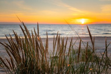 Sahildeki çimlerin arasında güzel altın gün batımı. Sakin bir akşamda güneş denize batıyor. Kimse.