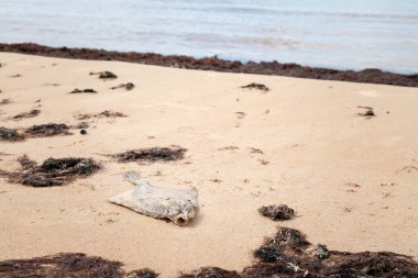 Deniz kıyısındaki kumsalda ölü bir balık. Su kirliliği, çevre felaketi. Kıyı şeridinde ölü balık..