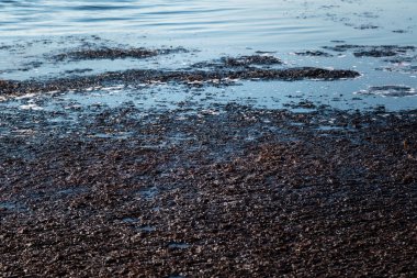 Su yüzeyinde koyu kokulu atık var. Okyanus kirliliği, çevresel felaket. Kimse.