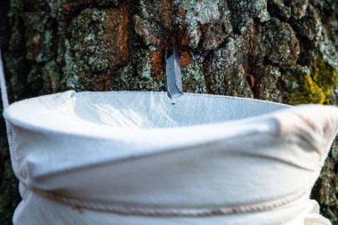 Kovaya damlayan huş ağacının özsuyunu kapat. Doğada gümüşten huş ağacı suyu topluyorum. Kırsal gelenek