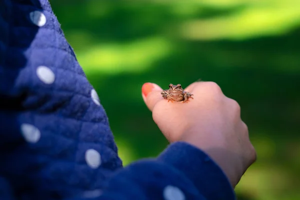 Green Frog Sitting Little Girl Hand Child Holding Frog Harden — Stock Photo, Image