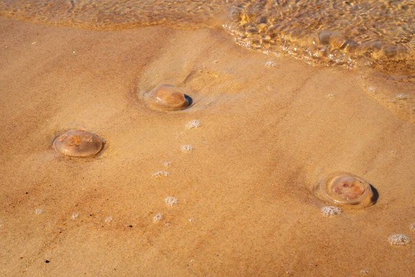 Medusas Muertas Lavadas Playa Medusa Muerta Aguas Poco Profundas Junto — Foto de Stock