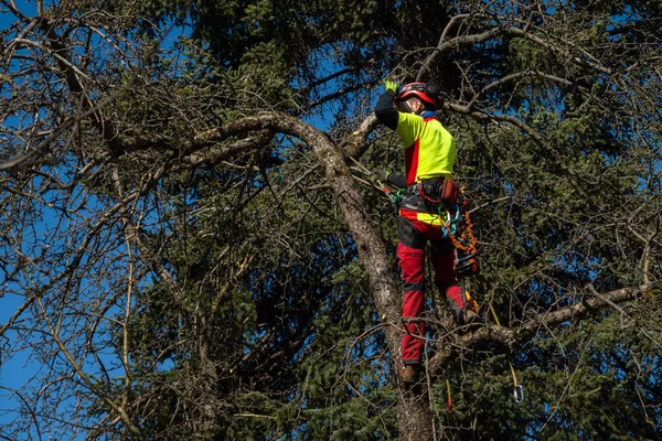 Muž Prořezává Vrcholky Stromů Pilou Dřevorubec Ochranném Obleku Řezání Větví — Stock fotografie