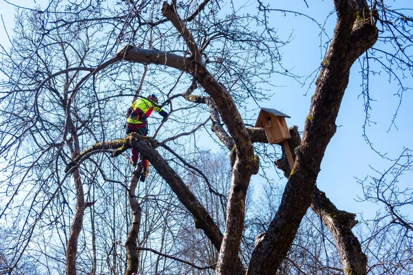 Mann Schneidet Baumkronen Mit Säge Holzfäller Tragen Schutzausrüstung Und Sägen — Stockfoto