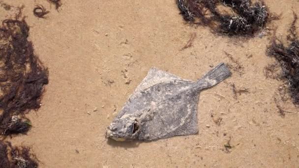 Мертвая Плоская Рыба Песке Берегу Моря Загрязнение Воды Экологическая Катастрофа — стоковое видео