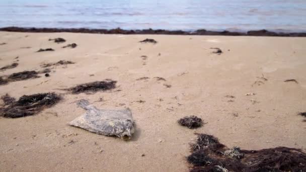 Dode Platvis Het Zand Aan Kust Waterverontreiniging Milieuramp Dode Vis — Stockvideo