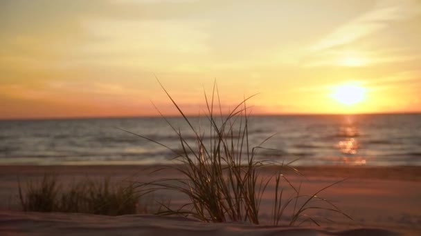 Beautiful Golden Sunset Grass Beach Sun Setting Sea Tranquil Evening — Stock Video