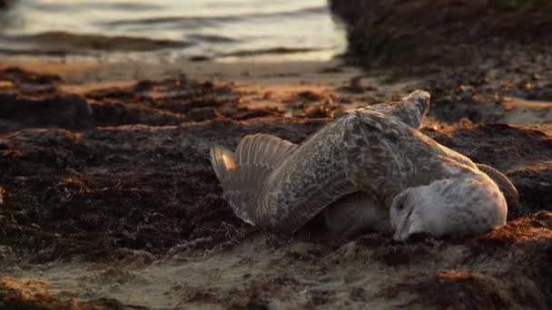 Dode Zeemeeuw Aangespoeld Kust Bij Zonsondergang Dode Zeevogel Het Zand — Stockvideo