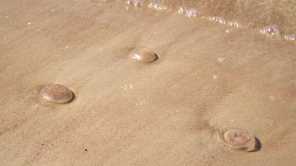 Medusa Morta Spazzata Sulla Spiaggia Medusa Morta Nell Acqua Poco — Video Stock
