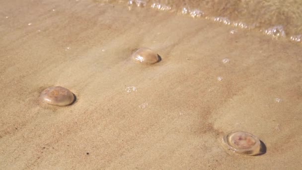 Död Manet Spolades Upp Stranden Död Medusa Grunt Vatten Intill — Stockvideo