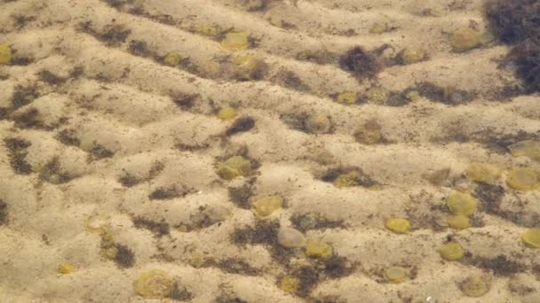 Medusas Mortas Apareceram Praia Medusa Morta Água Rasa Lado Costa — Vídeo de Stock