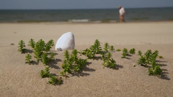 Prachtige Witte Zeeschelp Het Zand Tussen Groen Gras Een Zonnige — Stockvideo