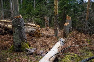 Fırtınadan sonra ormanda kırık ağaç gövdeleri. Kasırgadan sonra ağaçlar devrildi.