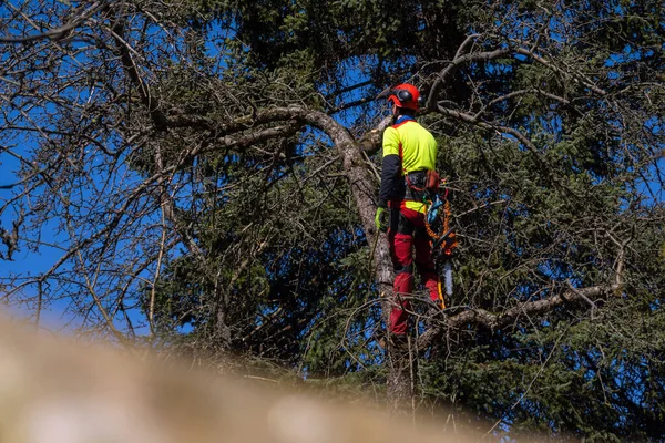 Muž Prořezává Vrcholky Stromů Pilou Dřevorubec Ochranném Obleku Řezání Větví — Stock fotografie