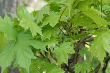 akçaağaç ağaç üzerinde bahar aylarında yaprak.