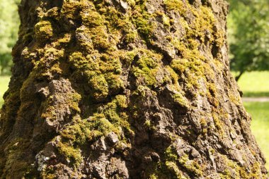 yeşil yosun ile güneşli ağaç kabuğu