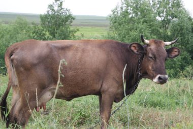 Kahverengi inek bir çayırda otlatma
