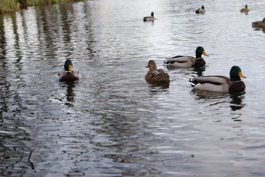 ördek ve drake nehre