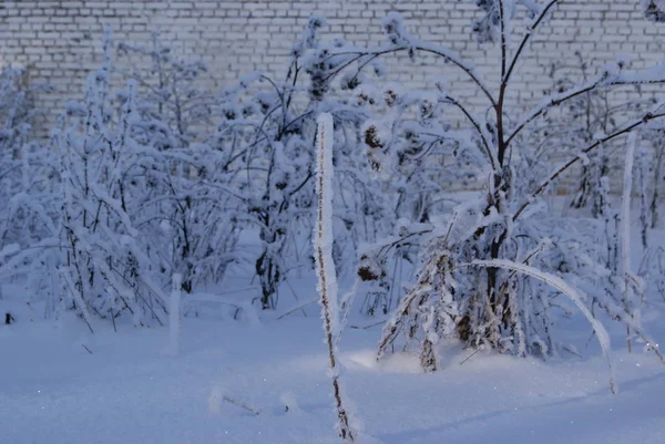 Snow Covered Branches Winter — Stock Photo, Image