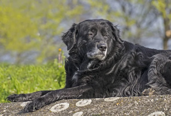 Yaşlı bir köpek bir erken bahar güneş ışığında dinlenme