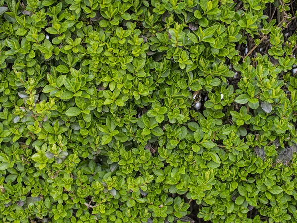 Levande Staket Bakgrund Snyggt Och Prydligt — Stockfoto