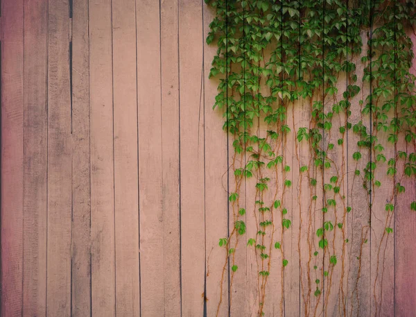 Ivy over wooden fence