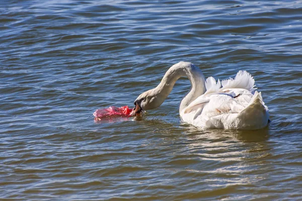 Kuğu, nehirde plastik poşet yutmaya çalışıyor.