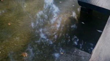 Büyük bir Koi sazanı, eski bir tahta köprünün altında, bulanık kahverengi bir göletin üzerinde saklanıyor.