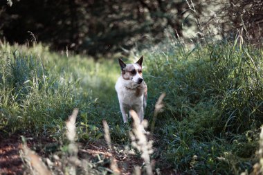 Beyaz köpek çimlerde