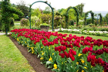Büyük park ve güzel çiçekler (Lale)