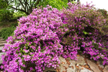 Büyük park ve güzel çiçekler