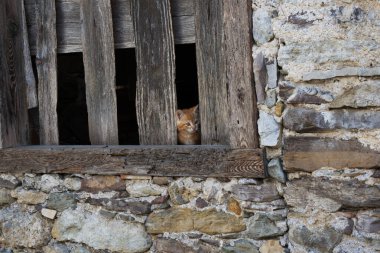 Kediler neden bu kadar meraklıdır??