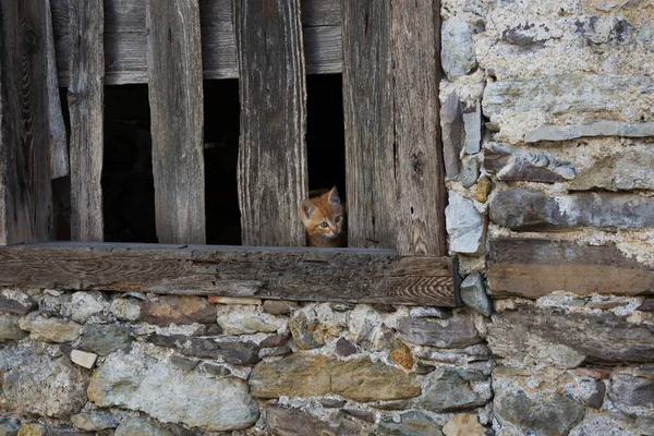 Why Cats Naturally Curiosity — Stock Photo, Image