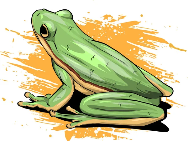 Illustration Grüner Frosch Zeichnungsvektor — Stockvektor