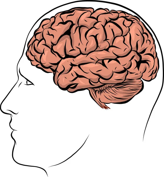 Lidská Tvář Hnědý Silueta Mozkem Uvnitř — Stockový vektor