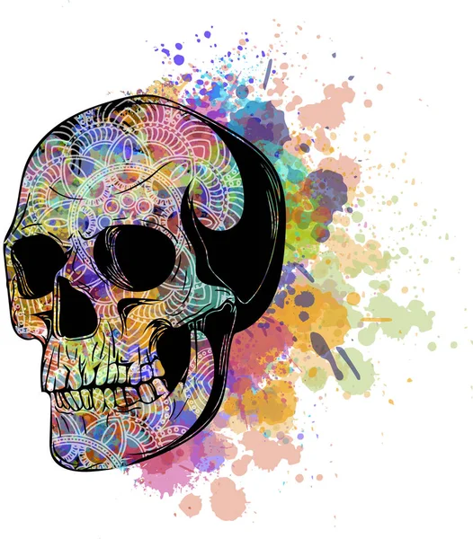Vector Watercolor Human Skull Illustration — Stock Vector