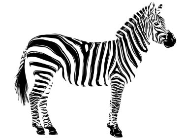 resimde hayvan zebra beyaz arka plan