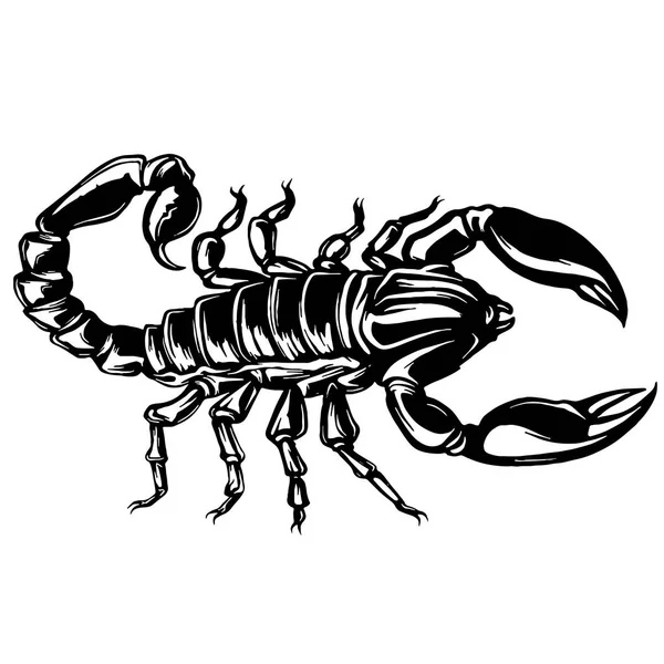 Illustration Scorpion Sur Fond Isolé — Image vectorielle