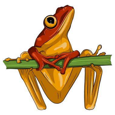 Vector image of an frog design on white background, Vector frog for your design. clipart