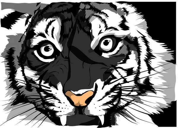 Black White Vector Sketch Tiger — Stock Vector