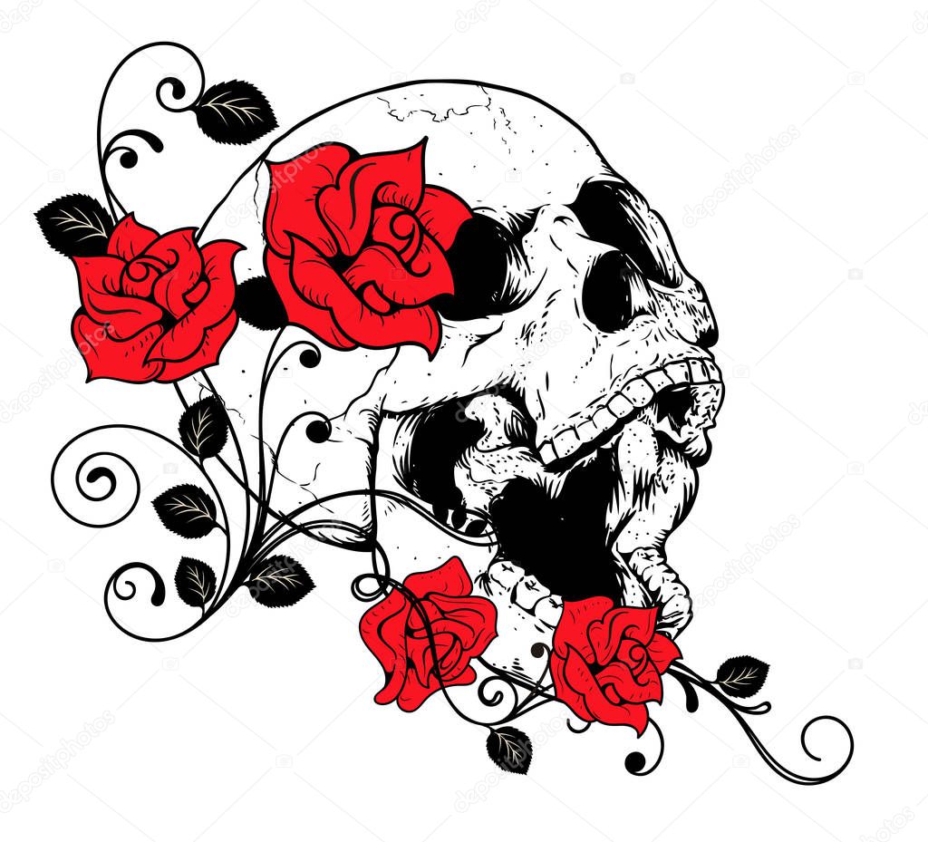 A human skull with two roses on white background