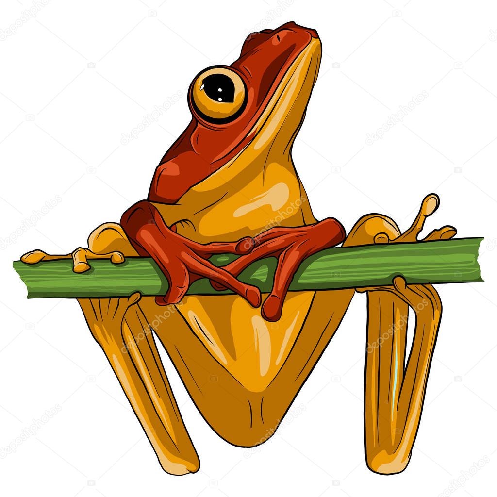 Vector image of an frog design on white background, Vector frog for your design.