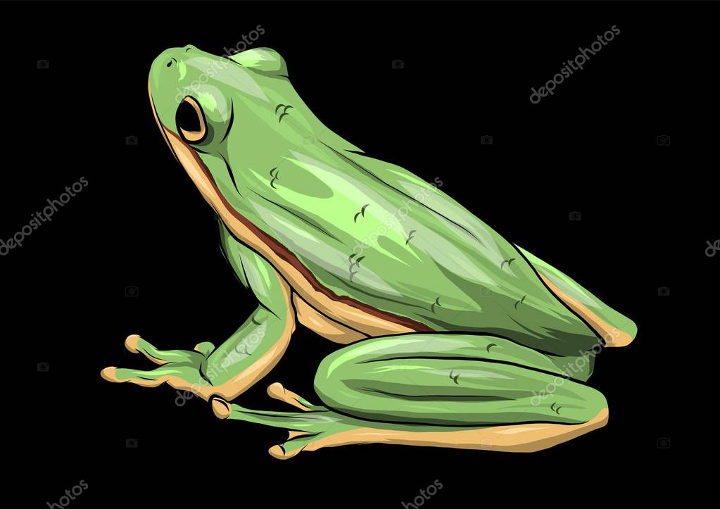 Illustartion Green Frog drawing vector